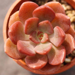 PRESALE Echeveria Morani Hybrid