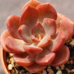 PRESALE Echeveria Morani Hybrid