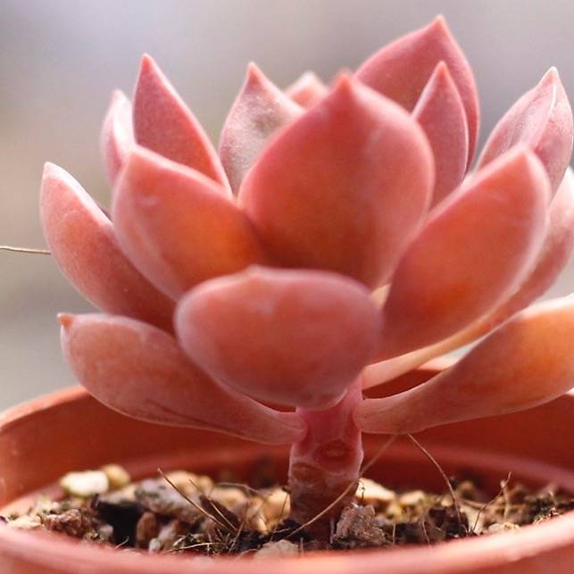 PRESALE Echeveria Morani Hybrid