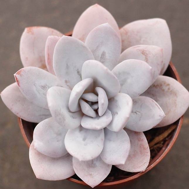 PRESALE Echeveria Lauii