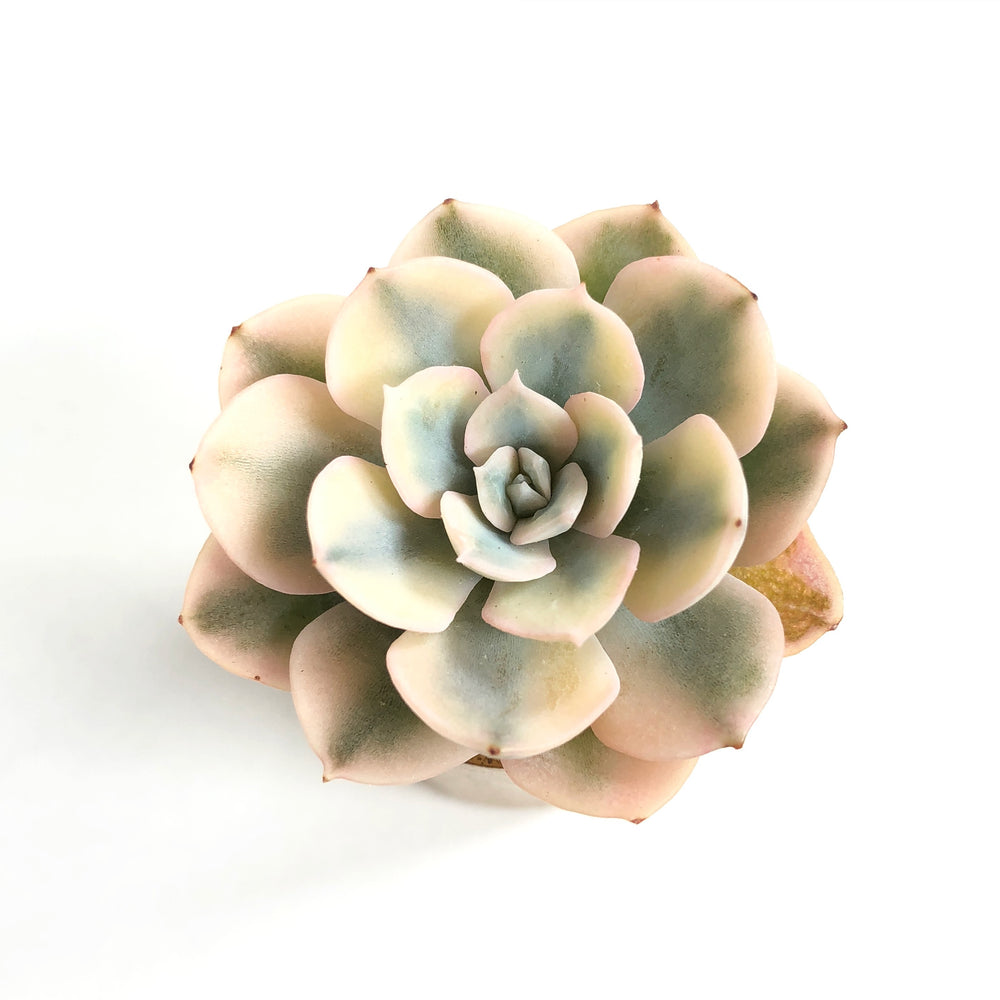 Echeveria Akaihosi, aka Macedonia