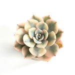 Echeveria Akaihosi, aka Macedonia
