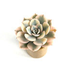 Echeveria Akaihosi, aka Macedonia