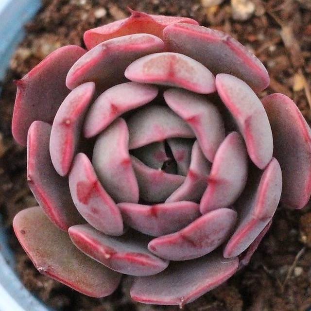 Presale Echeveria Laulensis X