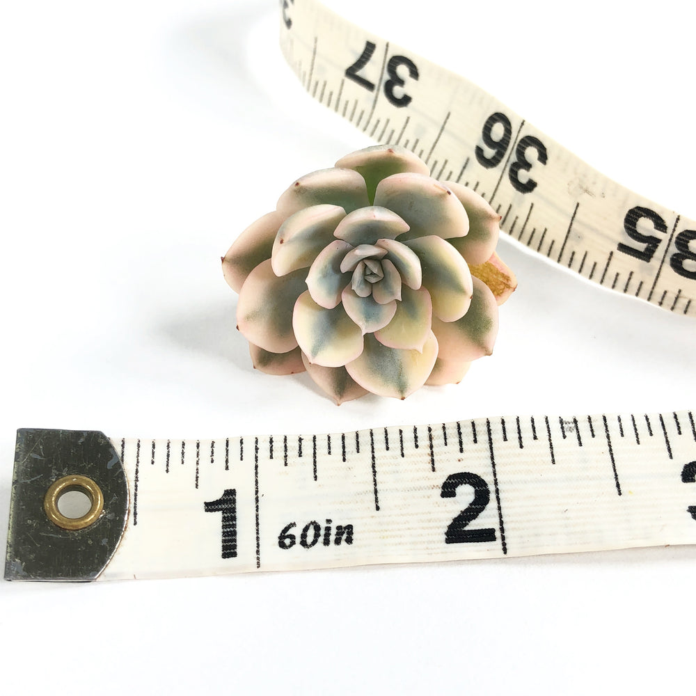 Echeveria Akaihosi, aka Macedonia