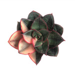 Echeveria Monocerotis, Variegata