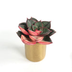 Echeveria Monocerotis, Variegata