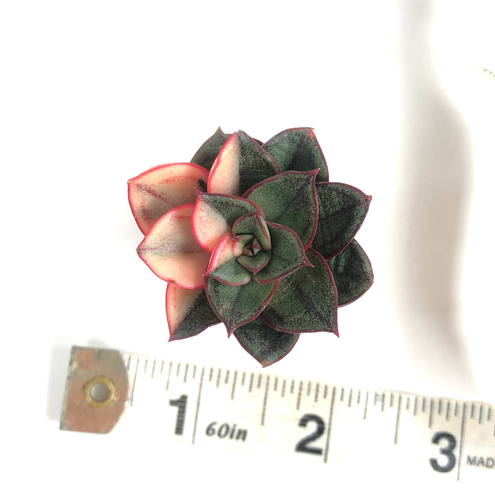 Echeveria Monocerotis, Variegata