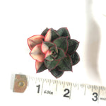 Echeveria Monocerotis, Variegata