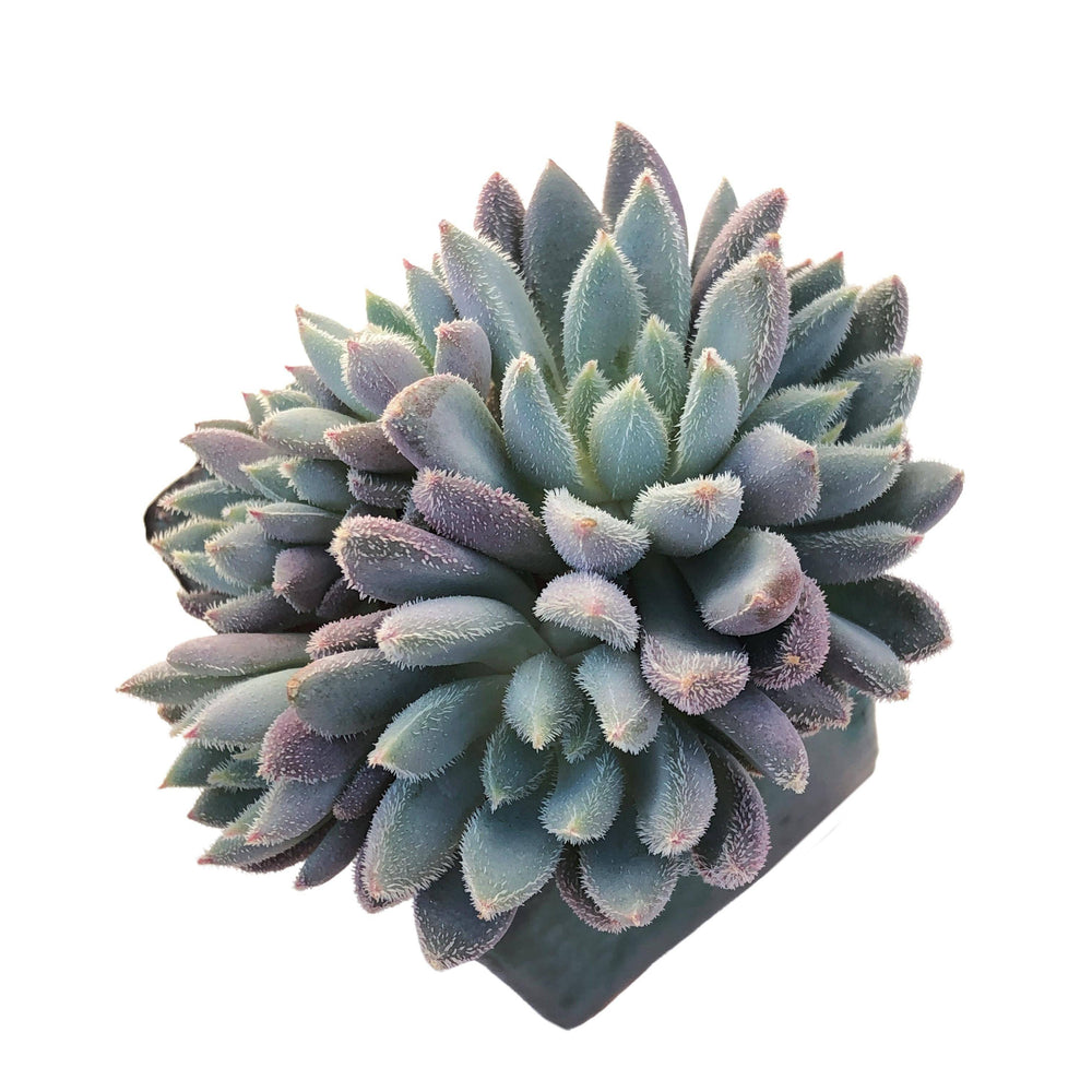 succulents hamilton Echeveria Hamilton, Cluster