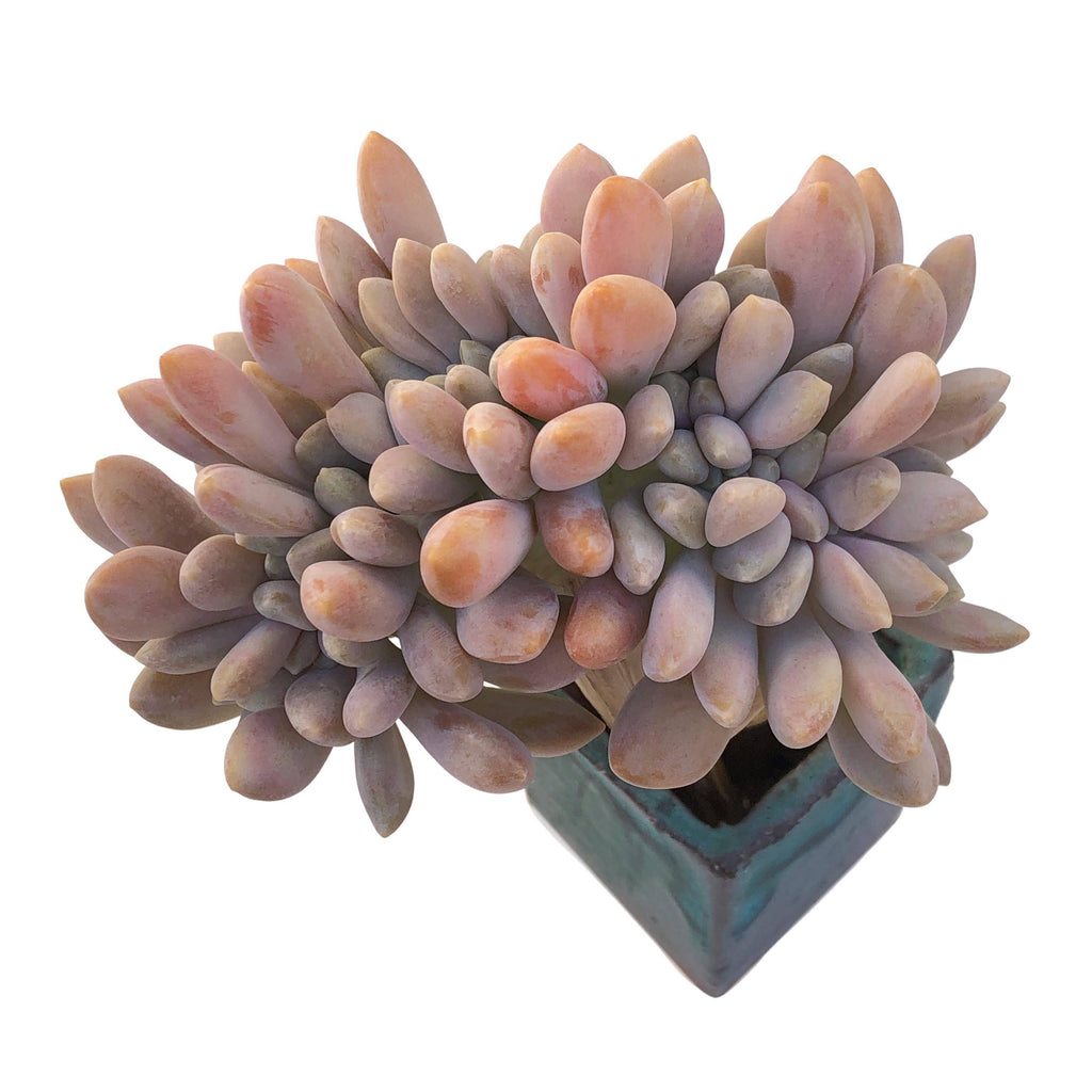 Cremneria Expatriata f Cristata - Cedar Creek Farmhouse