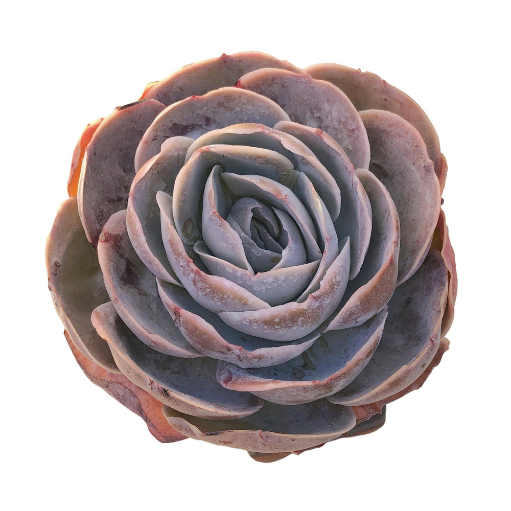 SPECIAL REQUEST- Dudleya x Echeveria, Very Large