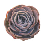 SPECIAL REQUEST- Dudleya x Echeveria, Very Large