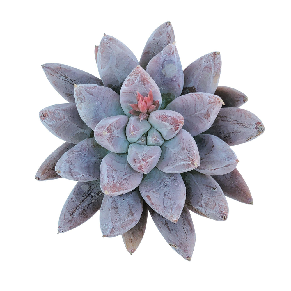 Echeveria Tolimanensis, Mature, (Randomish)