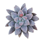 Echeveria Tolimanensis, Mature, (Randomish)