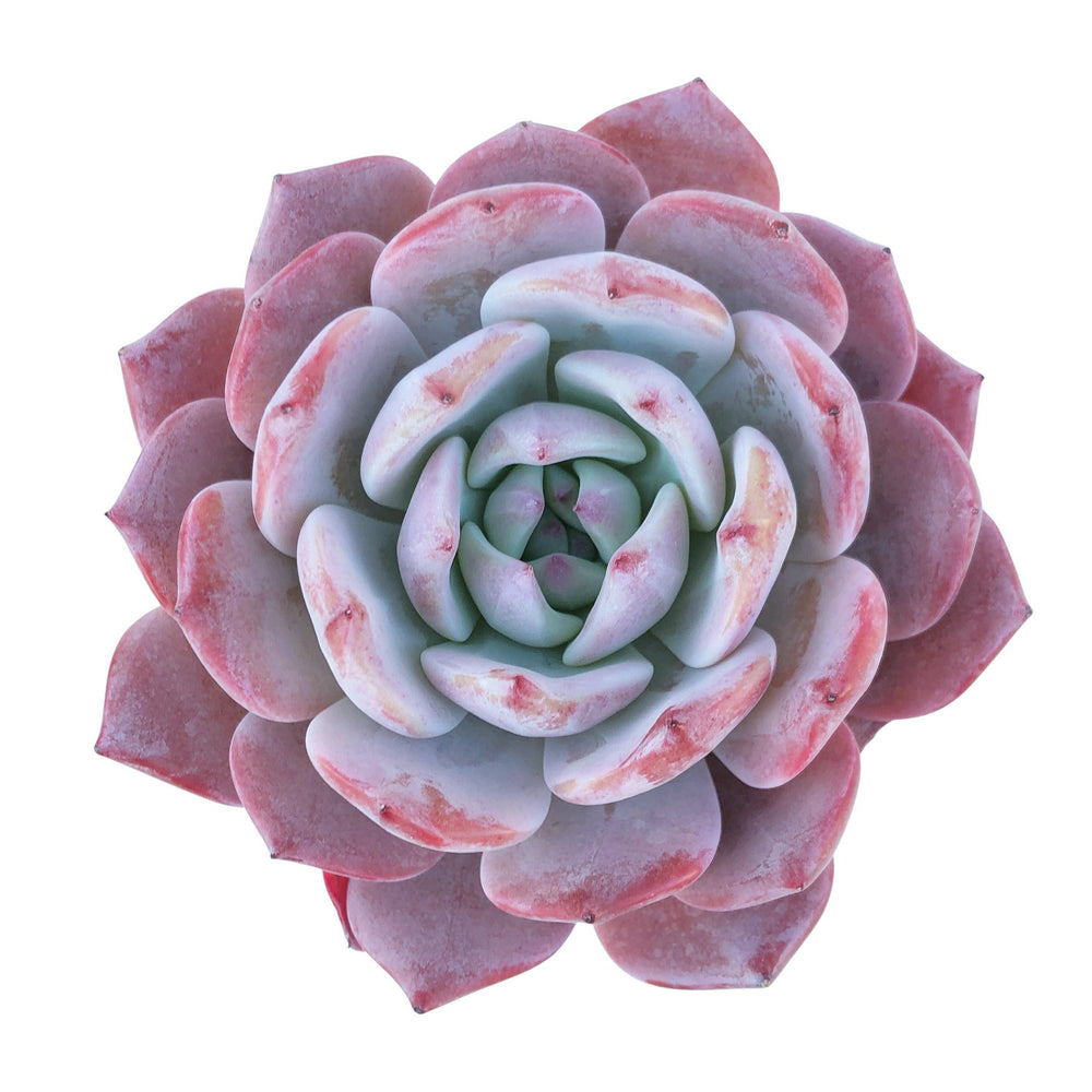 Echeveria Laui Hybrid