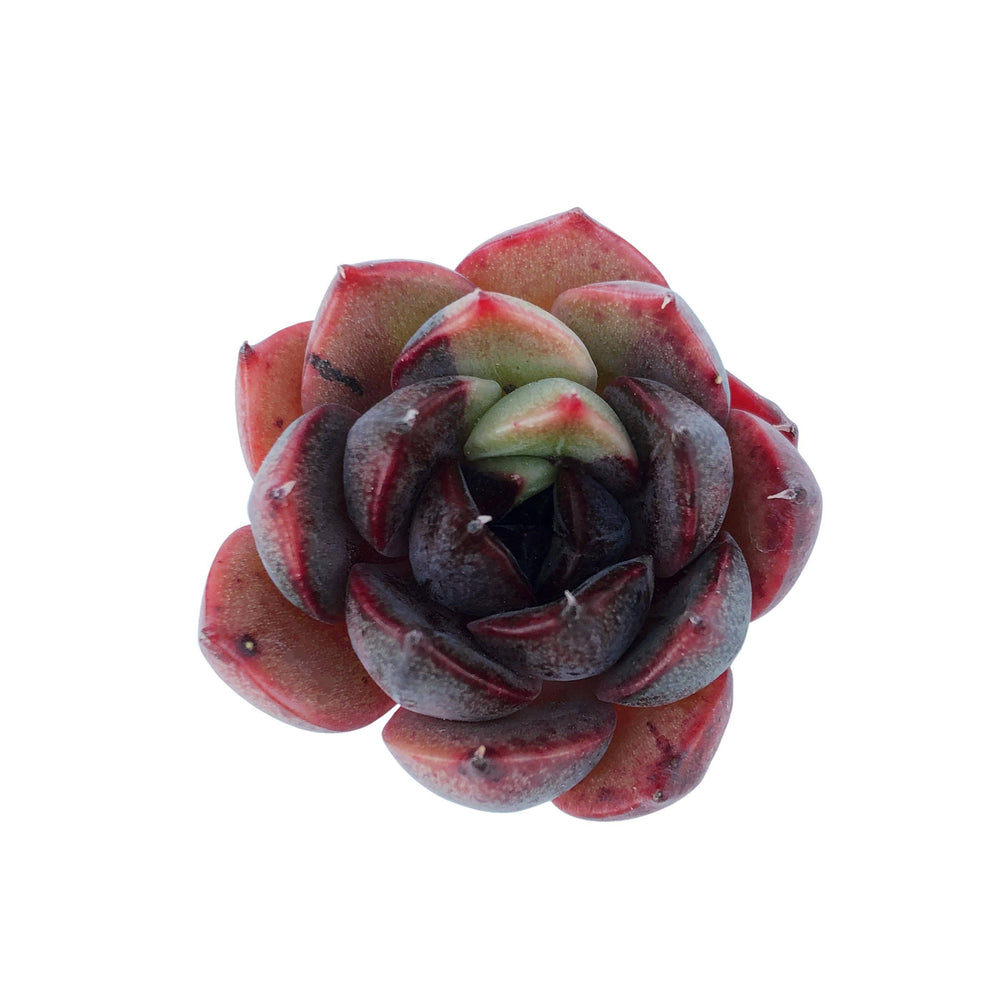 Echeveria Black Rose Hybrid, Variegata, Small