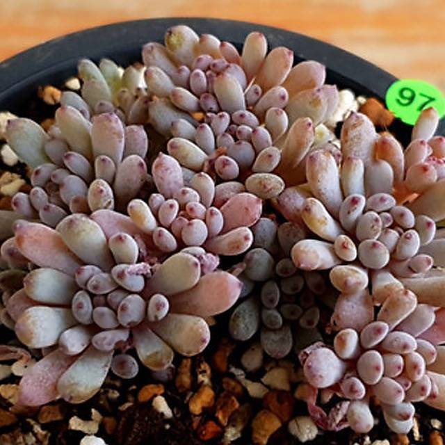 PRESALE Graptoveria Blue Beans, (Random)