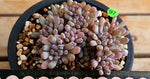 PRESALE Graptoveria Blue Beans, (Random)