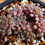 PRESALE Graptoveria Blue Beans, (Random)