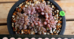 PRESALE Graptoveria Blue Beans, (Random)