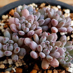 PRESALE Graptoveria Blue Beans, (Random)