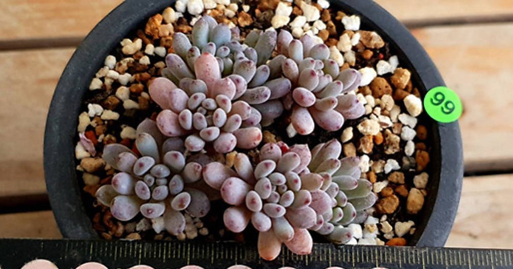 PRESALE Graptoveria Blue Beans, (Random)