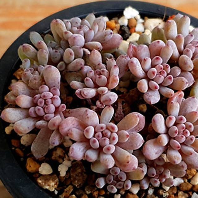 PRESALE Graptoveria Blue Beans, (Random)