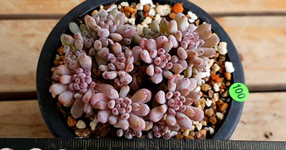 PRESALE Graptoveria Blue Beans, (Random)