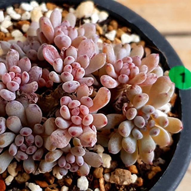 PRESALE Graptoveria Blue Beans, (Random)