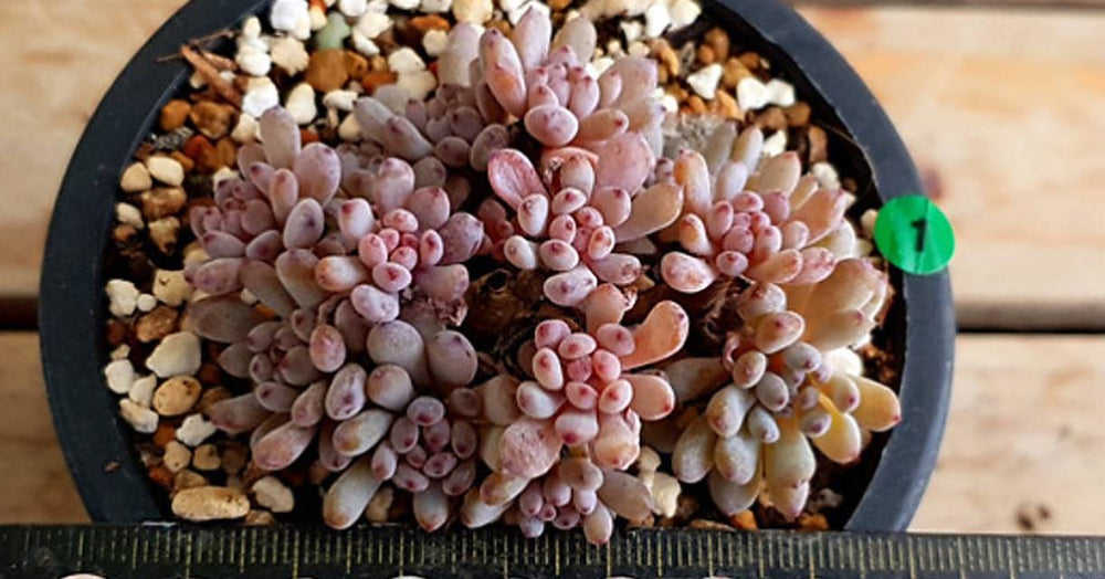 PRESALE Graptoveria Blue Beans, (Random)