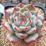 PRESALE Echeveria Pavly, (Not so Random)