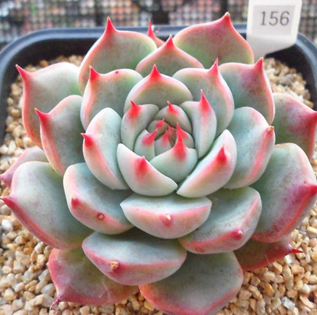 PRESALE Echeveria Pavly, (Not so Random)