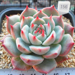 PRESALE Echeveria Pavly, (Not so Random)