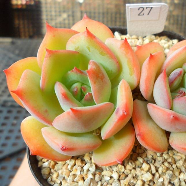 PRESALE Echeveria Armando, (Random-ish)