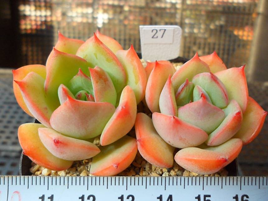 PRESALE Echeveria Armando, (Random-ish)