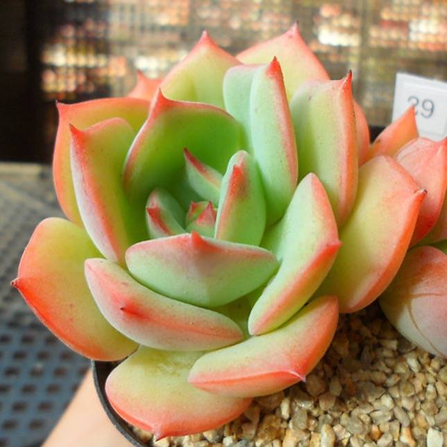 PRESALE Echeveria Armando, (Random-ish)