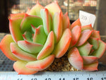 PRESALE Echeveria Armando, (Random-ish)