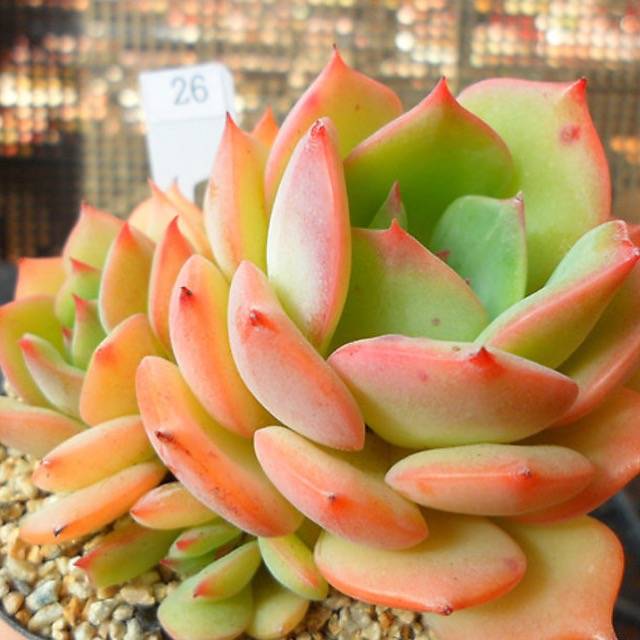 PRESALE Echeveria Armando, (Random-ish)