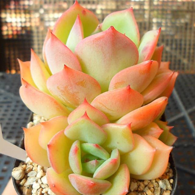 PRESALE Echeveria Armando, (Random-ish)