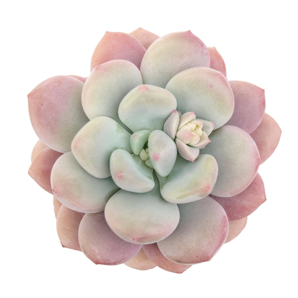 SPECIAL REQUEST- Echeveria Japan Rusby