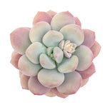 SPECIAL REQUEST- Echeveria Japan Rusby