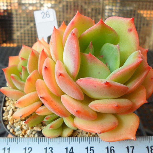 PRESALE Echeveria Armando, (Random-ish)