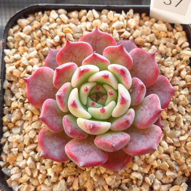 PRESALE Echeveria Sarahime, (Random)