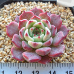 PRESALE Echeveria Sarahime, (Random)