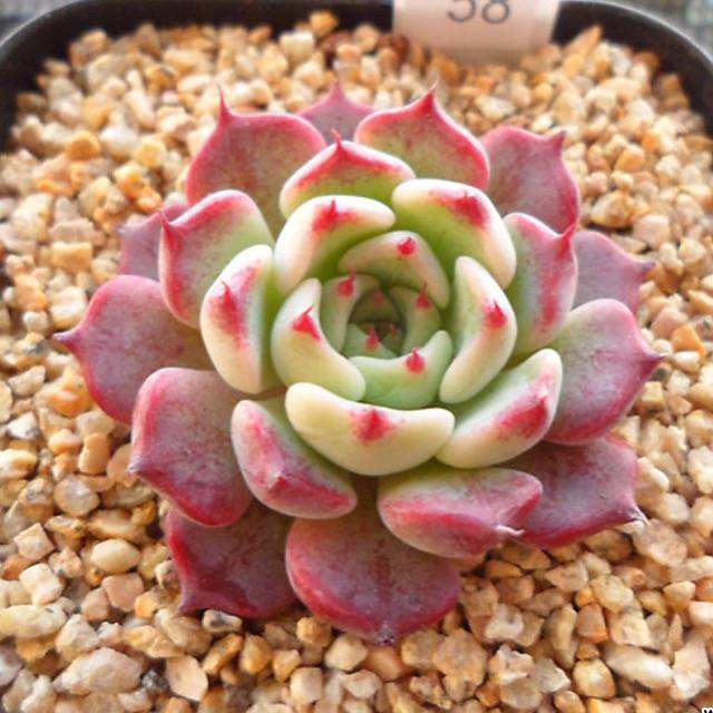 PRESALE Echeveria Sarahime, (Random)