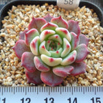 PRESALE Echeveria Sarahime, (Random)