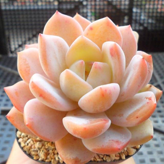 PRESALE Echeveria Potosina, (Random)