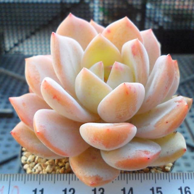 PRESALE Echeveria Potosina, (Random)