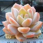 PRESALE Echeveria Potosina, (Random)